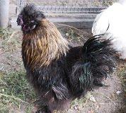 Cielętniki. Stawy (fot. Lidia Kamińska-Koj)