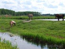 Cielętniki. Stawy (fot. Lidia Kamińska-Koj)