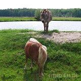 Cielętniki. Stawy (fot. Lidia Kamińska-Koj)