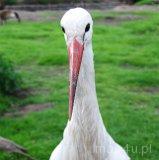 Cielętniki. Stawy (fot. Lidia Kamińska-Koj)
