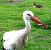 Cielętniki. Stawy (fot. Lidia Kamińska-Koj)