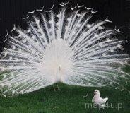 Cielętniki. Stawy (fot. Lidia Kamińska-Koj)