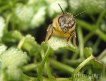 Pszczoła (fot. Tomasz Grzelczyk)