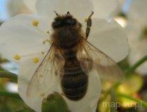 Pszczoła na kwiatku (fot. Tomasz Grzelczyk)