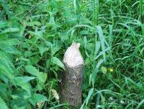 Przyłęk. Młyn (fot. Lidia Kamińska-Koj)