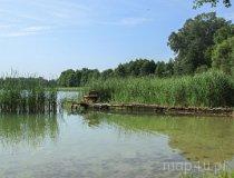 Gmina Łobżenica. Jezioro Trzebońskie Duże (fot. Łukasz Konieczny)