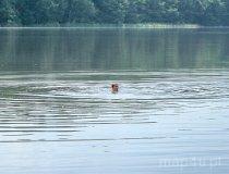 Gmina Lipka. Jezioro Gogolin Wielki (fot. Łukasz Konieczny)
