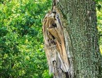 Gmina Lipka. Jezioro Gogolin Wielki (fot. Łukasz Konieczny)