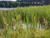 Gmina Złot&oacute;w. Jezioro Piaskowe (fot. Łukasz Konieczny)