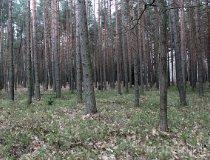 Bory Dolnośląskie. Lasy okolic Wąglińca (fot. Piotr Wojtaszek)