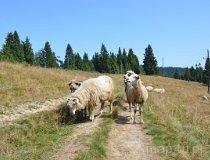 Turbacz. Łąka pod szczytem (fot. Magdalena Suchan)