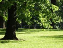 Katowice. Park Kościuszki (fot. Robert Garstka)