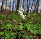 Bystrzanowice-Dw&oacute;r. Rezerwat leśny Bukowa Kępa (fot. Lidia Kamińska-Koj)
