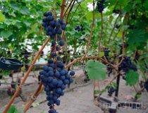 Proczki. Winnica na Leśnej Polanie (fot. Magdalena Koleina)