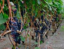 Proczki. Winnica na Leśnej Polanie (fot. Magdalena Koleina)