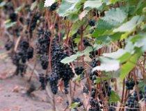 Proczki. Winnica na Leśnej Polanie (fot. Magdalena Koleina)