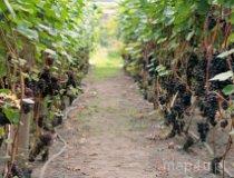 Proczki. Winnica na Leśnej Polanie (fot. Magdalena Koleina)