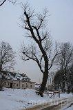 03.22.001. Zabytkowe drzewo (fot. Piotr Wojtaszek)