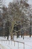 03.22.004. Zabytkowe drzewo (fot. Piotr Wojtaszek)