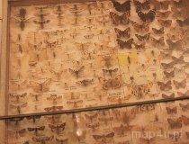 10.09.014. Owady (fot. Piotr Wojtaszek)