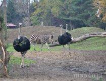 Wrocław. ZOO (fot. Piotr Wojtaszek)