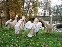 Wrocław. ZOO (fot. Piotr Wojtaszek)