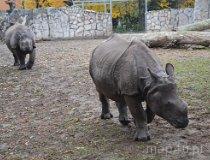 Wrocław. ZOO (fot. Piotr Wojtaszek)