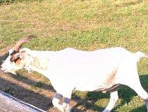 Świerklaniec. Mini Zoo (fot. Paweł Jersz)