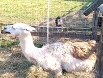 Świerklaniec. Mini Zoo (fot. Paweł Jersz)