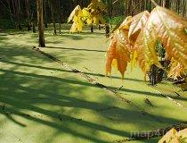 Budzisk. Rezerwat przyrody (fot. Maria Piekutowska)