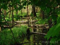 Budzisk. Rezerwat przyrody (fot. Maria Piekutowska)