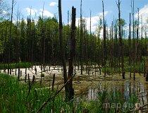 Budzisk. Rezerwat przyrody (fot. Maria Piekutowska)