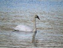 Małogoszcz. Zalew Zakrucze (fot. Dominika Gałęziowska)