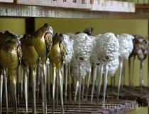 Krośnice. Fabryka bombek Szkalny Świat (fot. Jakub Urbański)