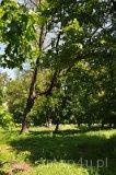 Wielka Wola. Park dworski (fot. Tomasz Mazurek)