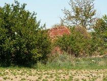 Sędzice. Zesp&oacute;ł dworsko-parkowy. Pozostałości parku (fot. Piotr Solle)