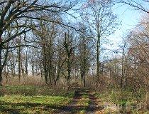 Byszew. Zespół dworsko-parkowy, 2. poł. XIX w.. Park dworski (fot. Tomasz Szwagrzak)