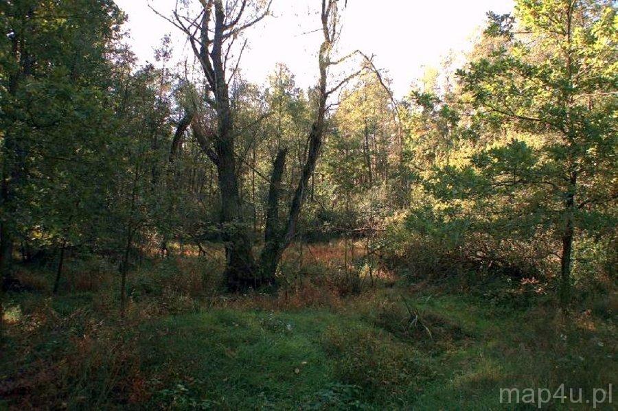 Przyrów. Park Krajobrazowy Stawki (fot. Lidia Kamińska-Koj)