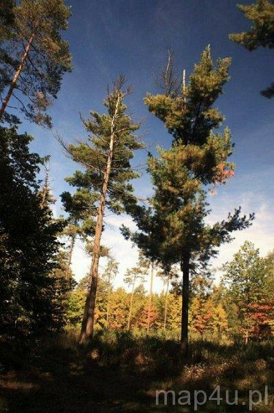 Przyrów. Park Krajobrazowy Stawki (fot. Lidia Kamińska-Koj)