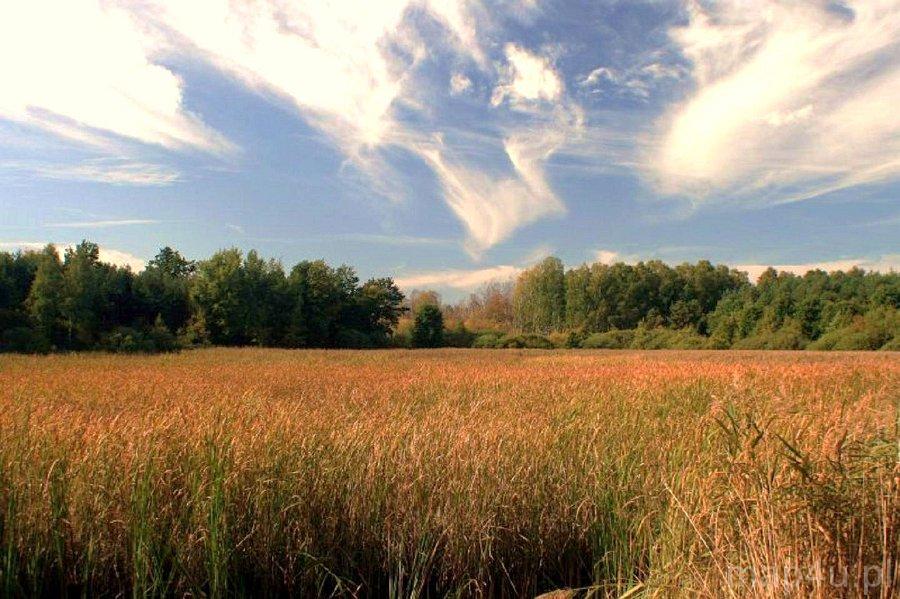 Przyrów. Park Krajobrazowy Stawki (fot. Lidia Kamińska-Koj)