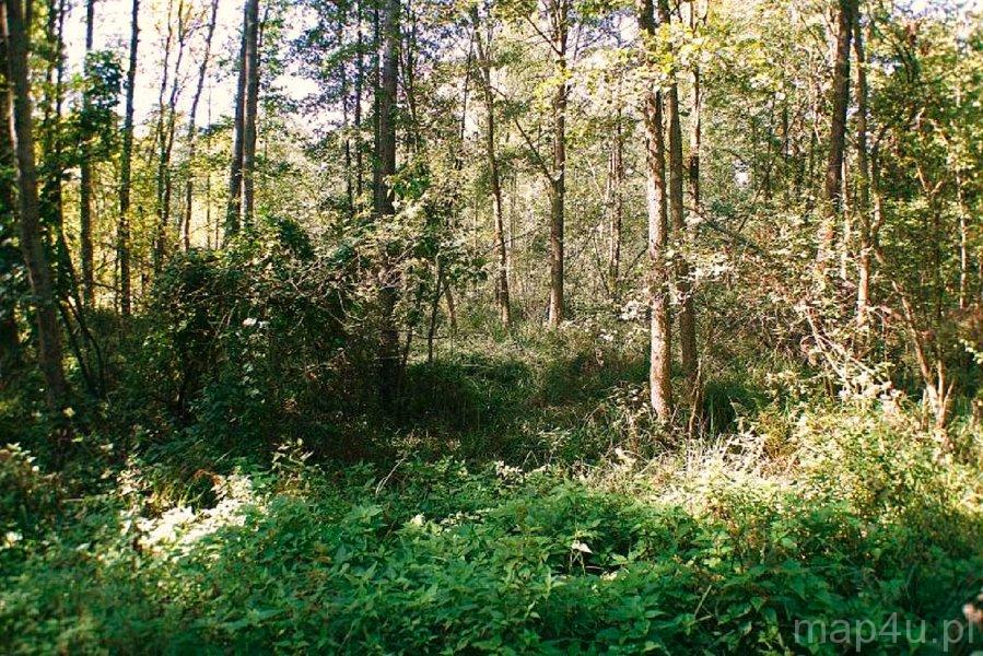 Przyrów. Park Krajobrazowy Stawki (fot. Lidia Kamińska-Koj)