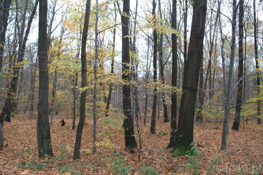 Park Krajobrazowy Cysterskie Kompozycje Krajobrazowe Rud Wielkich Park Krajobrazowy „Cysterskie Kompozycje Krajobrazowe Rud Wielkich