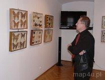 Zbiór działu przyrodniczego Muzeum Częstochowskiego. Najpiękniejsze owady świata. (fot. Magdalena Kopańska)